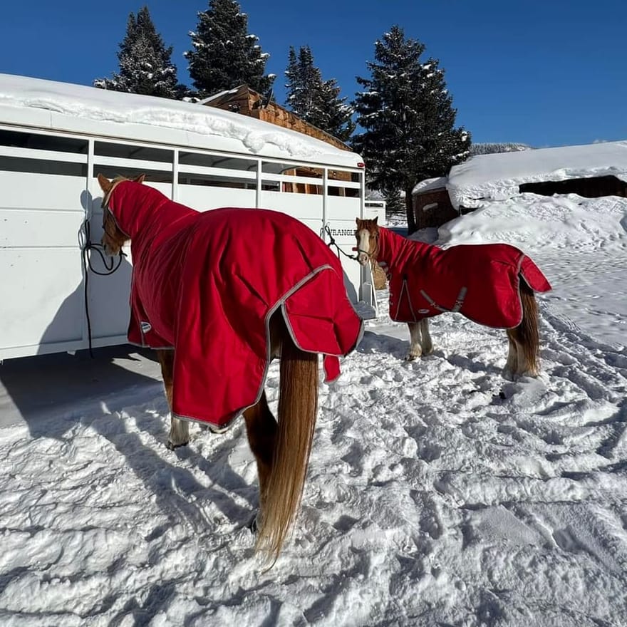 Two horses in red winter blankets standing in fresh snow beside a trailer.